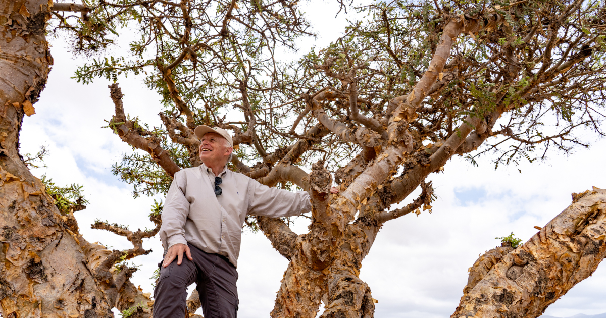 Dominique Roques: “Working on a multifaceted project focusing on frankincense trees is a wonderful opportunity”