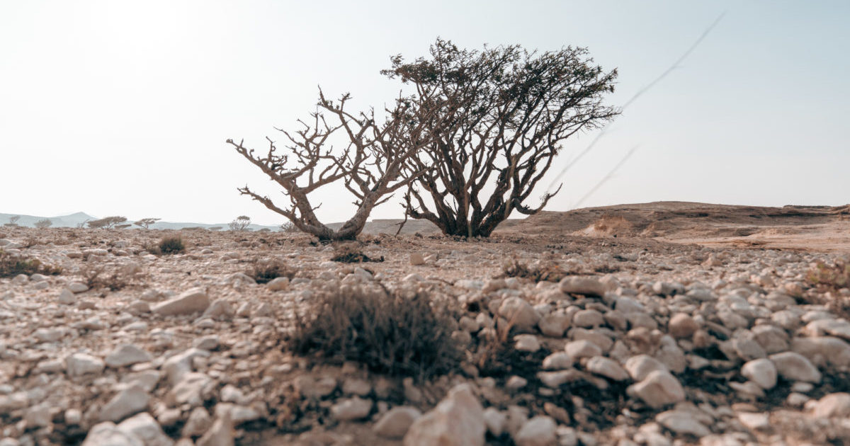 Sayyid Khalid: Wadi Dawkah was chosen to reintroduce frankincense globally