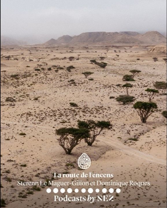 La Route de l’encens, qui s’étendait sur 2000 kilomètres, reliait le sud de la péninsule⁠
arabique à la Méditerranée. Les premières traces avérées d’expéditions en Égypte à la⁠
recherche d’encens remontent à 2600 ans avant notre ère et attestent de la domestication⁠
du chameau à l’origine du commerce intensif de la précieuse résine 800 ans av. J.-C.⁠
Oman n’apparaît sur la carte de cette route que quelques siècles plus tard, une fois⁠
l’emblématique port de commerce de Khor Rori construit.⁠
Dans cet épisode, Dominique Roques, sourceur d’ingrédients naturels pour la parfumerie⁠
depuis plus de 30 ans et chargé d’implanter le projet de renaissance de cet arbre précieux⁠
dans le Wadi Dawkah, s’entretient avec l’archéologue Sterenn Le Maguer-Gillon pour⁠
expliquer à quel point chacun de ces lieux témoigne de la place stratégique qu’occupait la⁠
région d’Oman sur la route du commerce de l’encens.⁠
.⁠
Retrouvez l’intégralité du podcast en anglais sur notre site. Lien en bio.⁠
.⁠
@dominique__roques⁠
👂@edebonneval @guillaume_by_nez⁠
.⁠
[Exposition] Partez à la découverte du Wadi Dawkah, Terre de l’encens à la Grasse Perfume⁠
Week du 3 au 5 juillet 2025⁠
.⁠
@wadidawkah @amouageofficial @perfumeweek⁠
.⁠
#wadidawkah #amouage #frankincense #parisperfumeweek #grasseperfumeweek