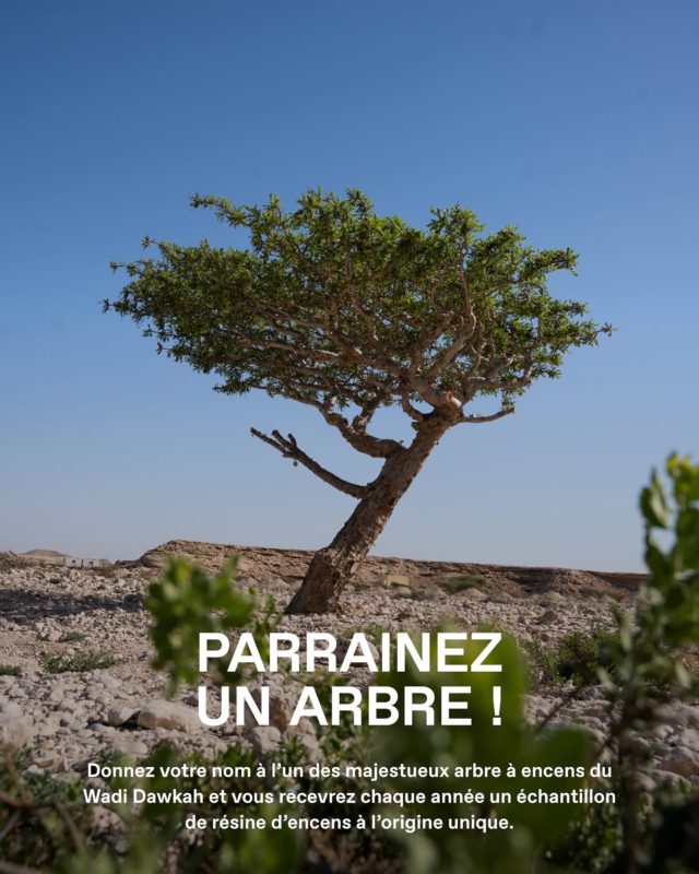 Donnez votre nom à un arbre à encens!⁠
Le programme pour la sauvegarde du Boswellia sacra dans le Wadi Dawkah, forêt classée au Patrimoine Mondial de l’UNESCO, vous permet de donner ⁠votre nom à un arbre à encens. 
Sponsorisez l’un des majestueux arbre et vous recevrez chaque année un échantillon de résine d’encens royal à l’origine ⁠unique. Votre contribution est précieuse pour contribuer à la préservation de une forêt de Boswellia sacra sous pression.⁠
.⁠
[Exposition] Partez à la découverte du Wadi Dawkah, Terre de l’encens à la Grasse Perfume Week du 3 au 5 juillet 2025.⁠
.⁠
@wadidawkah @amouageofficial @perfumeweek ⁠
.⁠
#wadidawkah #amouage #frankincense #parisperfumeweek #grasseperfumeweek